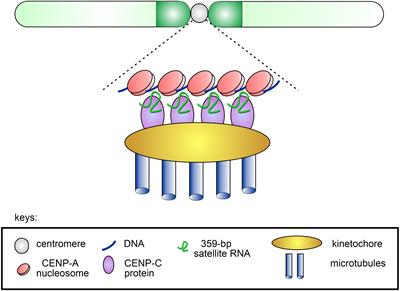 Functional Significance of Satellite DNAs: Insights From Drosophila